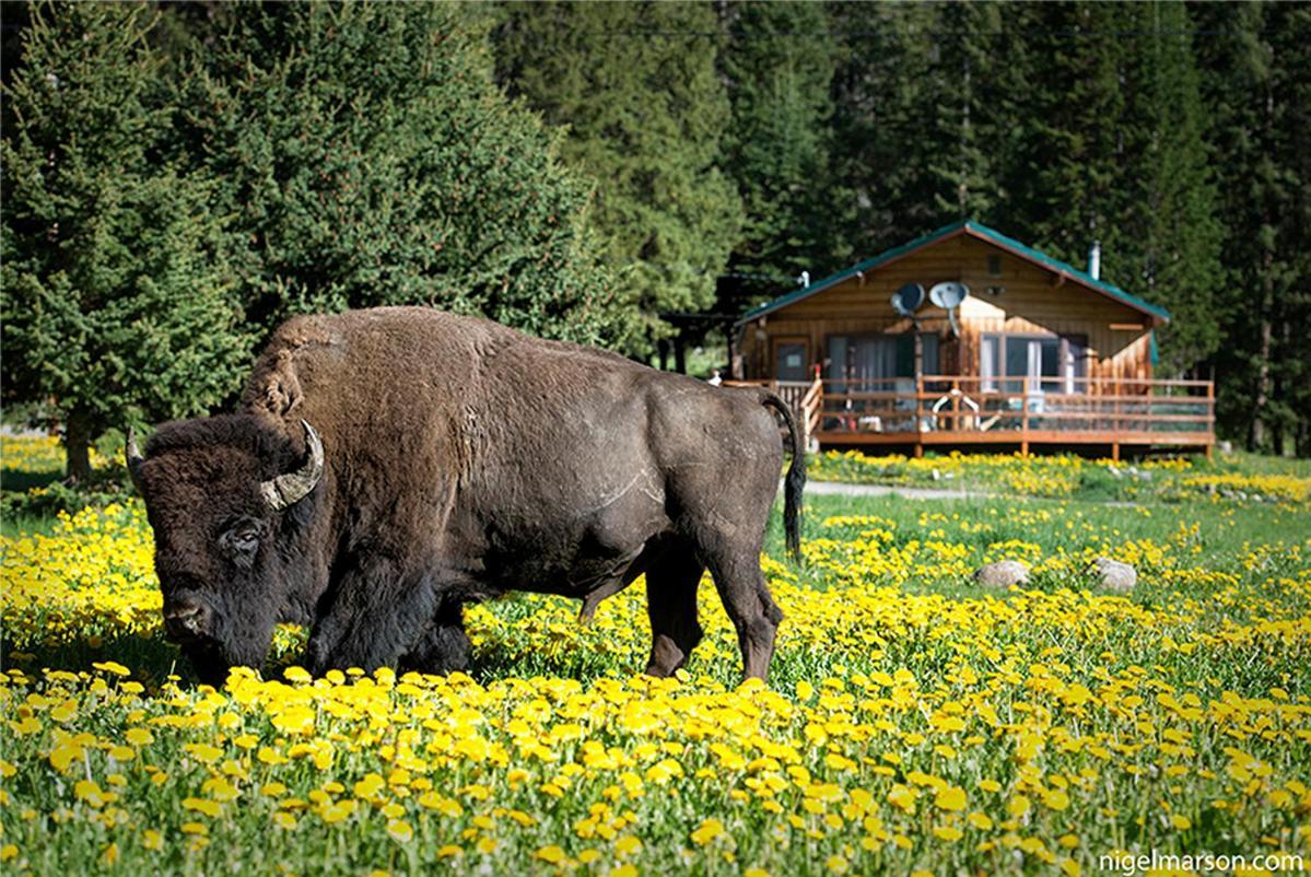 Silver Gate Lodging Cooke City Kültér fotó